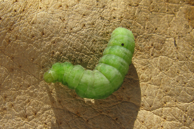 bruco con punto nero da identificare